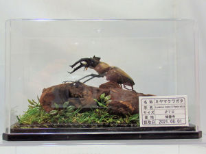 ミヤマクワガタ♂70mmUP ジオラマ標本