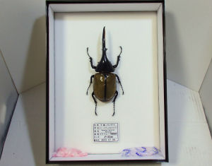 ヘラクレスオオカブト♂145mm 平面標本: オオクワ京都昆虫館 標本完成連絡