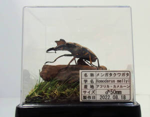 メンガタクワガタ♂50mm ジオラマ標本